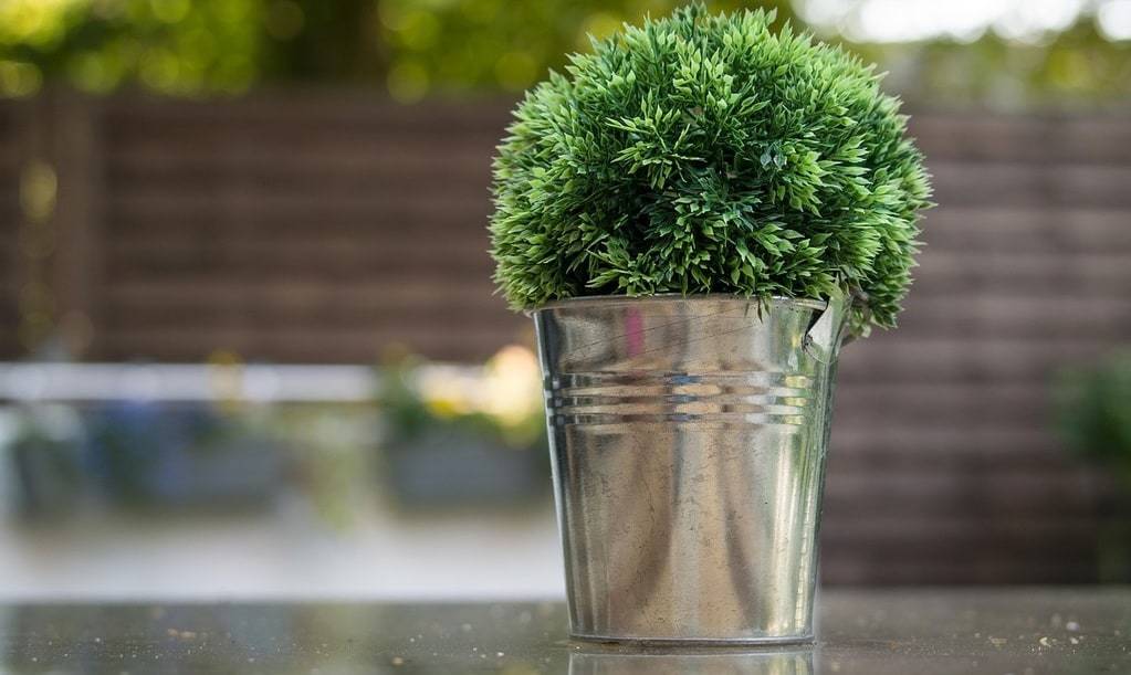 Créer un havre de paix avec des plantes d'intérieur